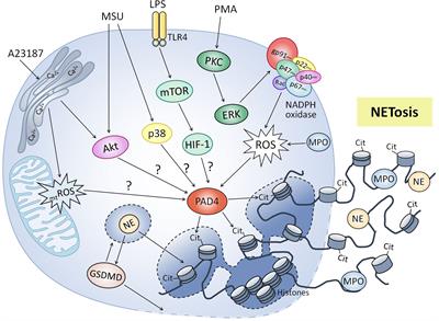 Role of Cellular Metabolism in the Formation of Neutrophil Extracellular Traps in Airway Diseases